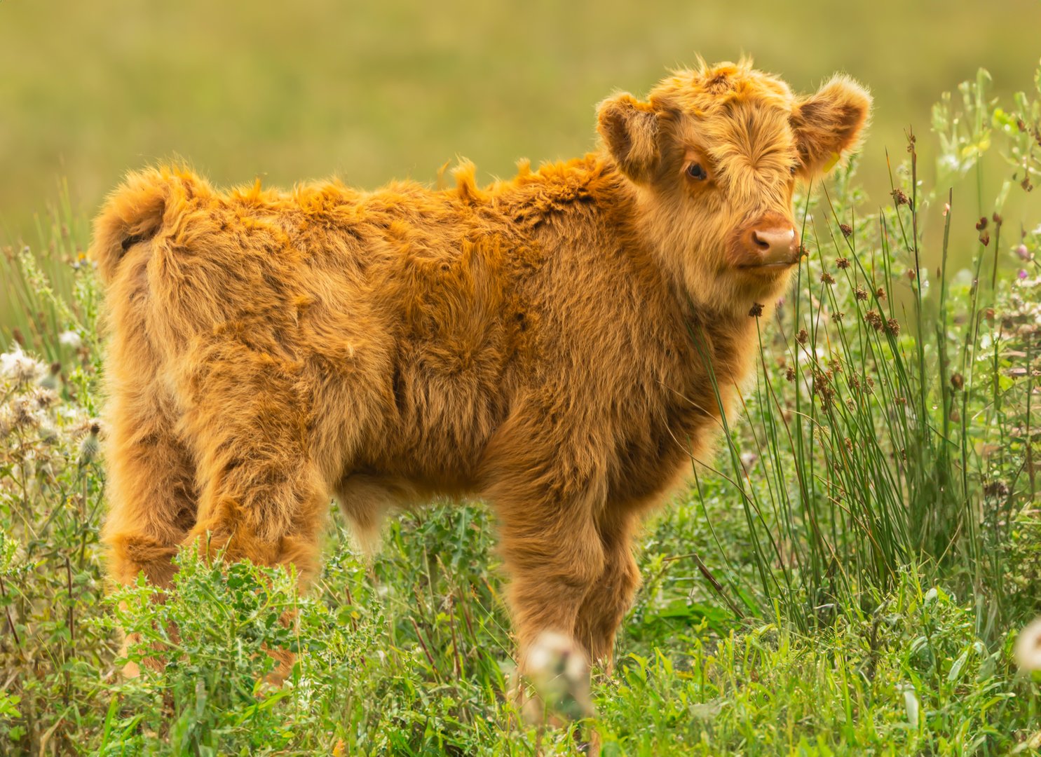 Highland calf in Summertime. Cute, fluffy Highland calf with shaggy orange coat, free roaming in lush green meadow, Yorkshire Dales, UK