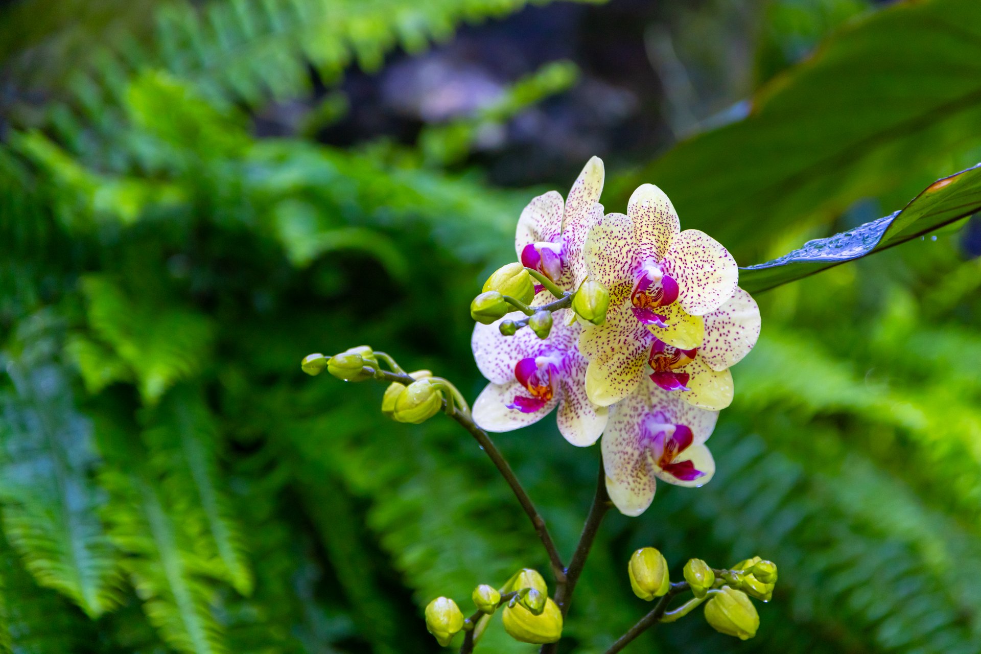 Orchid with ferns