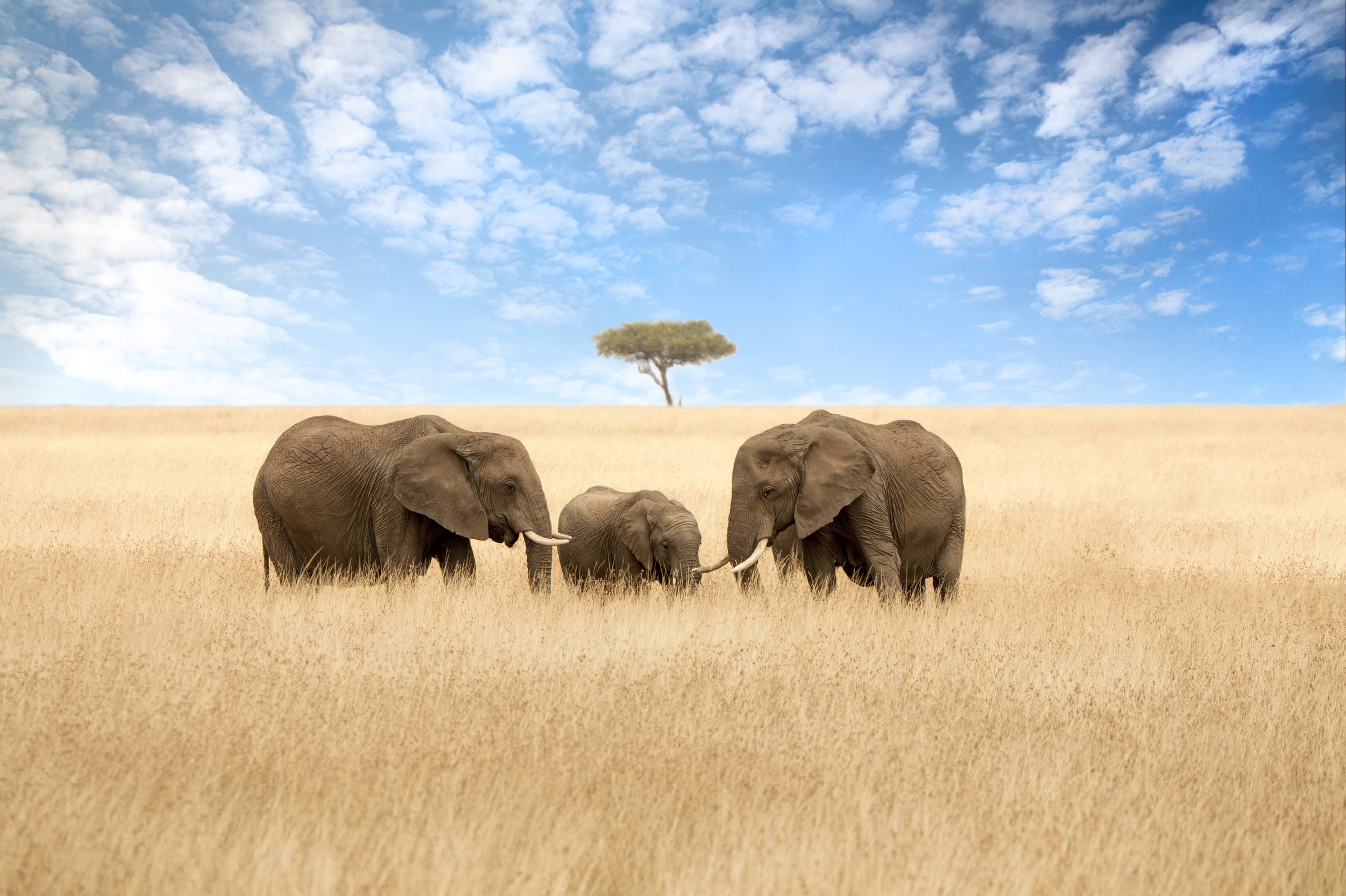 Elephant group in the red-oat grass of the Masai Mara. Two adult females with a calf in open expanse of grassland with acacia trees.
