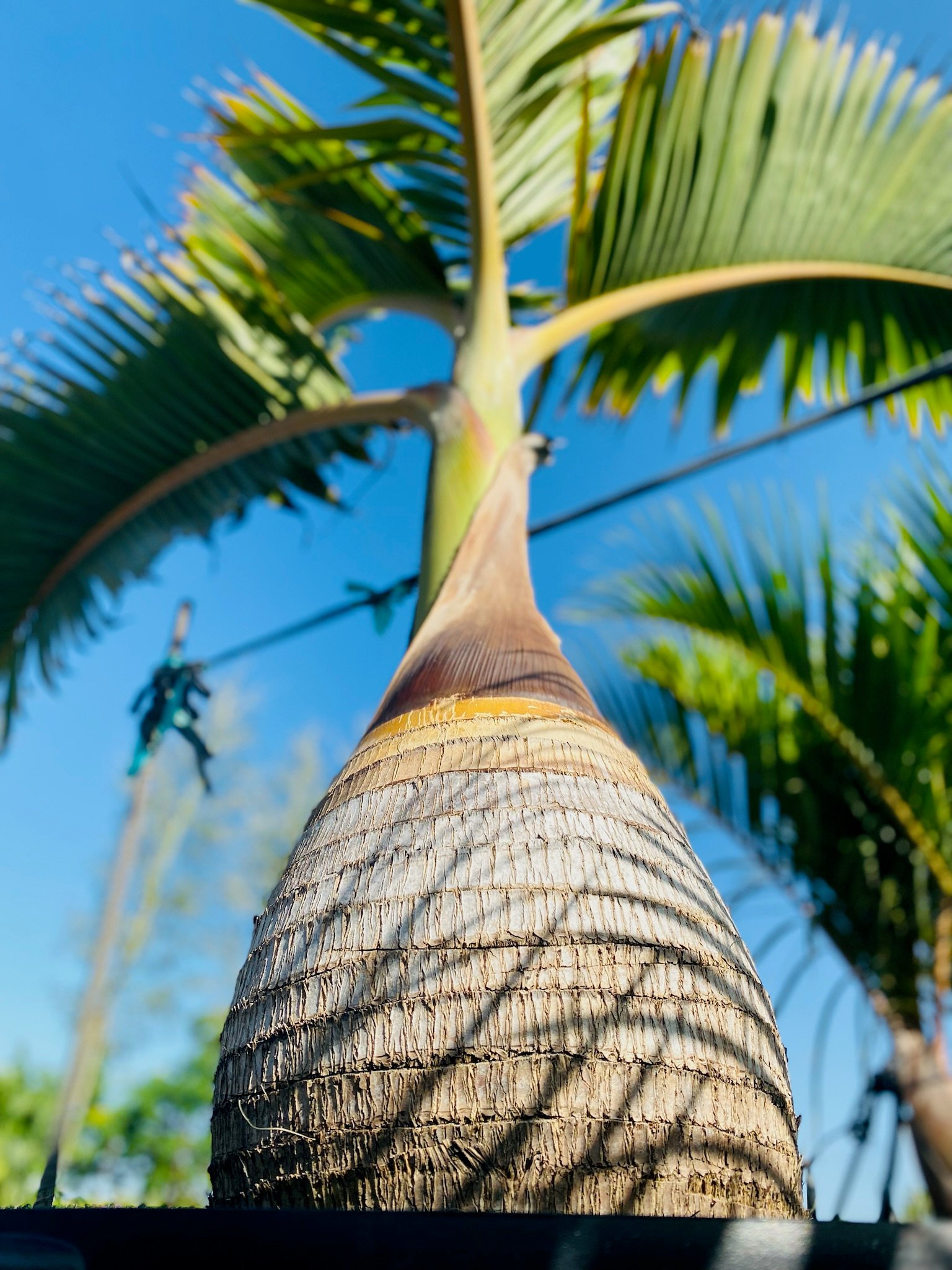 Tropical palm trees background