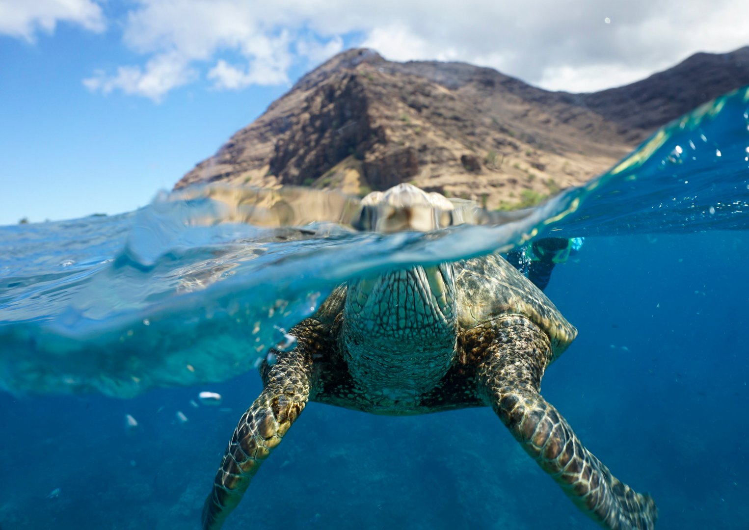 Scuba diving à Hawaï. Jolie rencontre avec une tortue