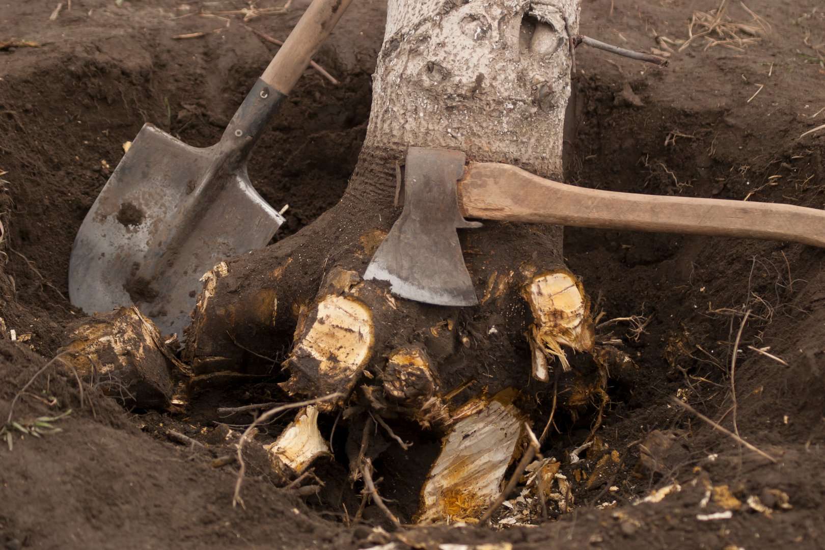 Undermined walnut tree with chopped roots in a hole with an ax and a shovel. Close-up