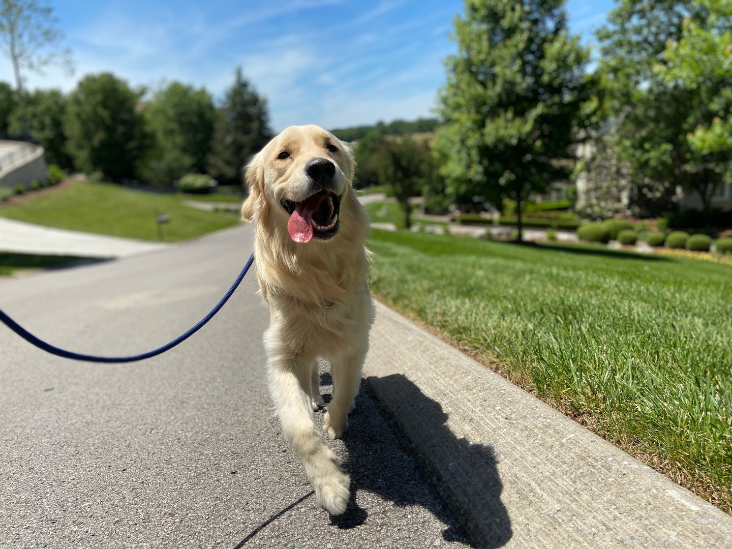 Dog Walking and Playtime