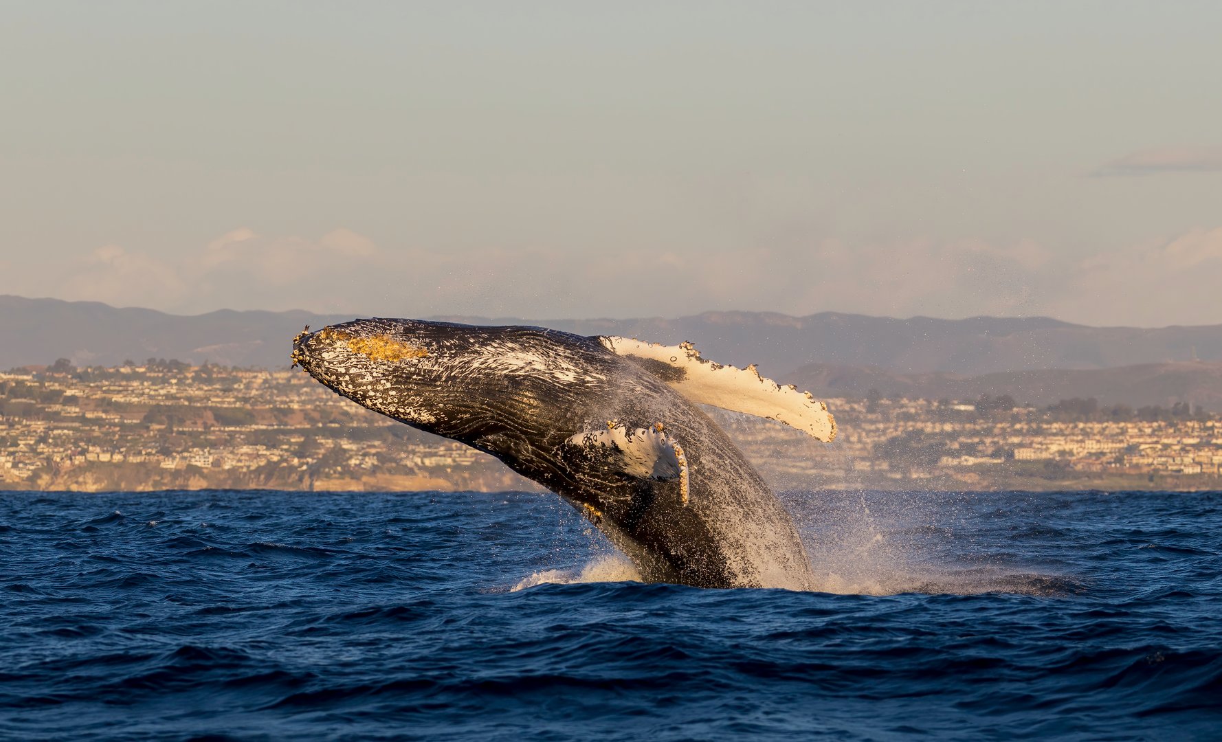 humpback whale tail, Humpback whale breaching, Laguna Beach, California