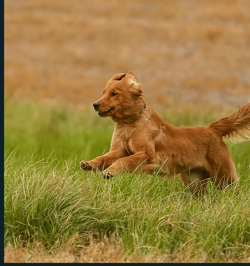 Finley - Golden Retriever Master Hunter