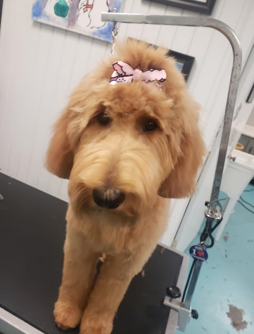 Happy groomed dog at Puppy Love Grooming