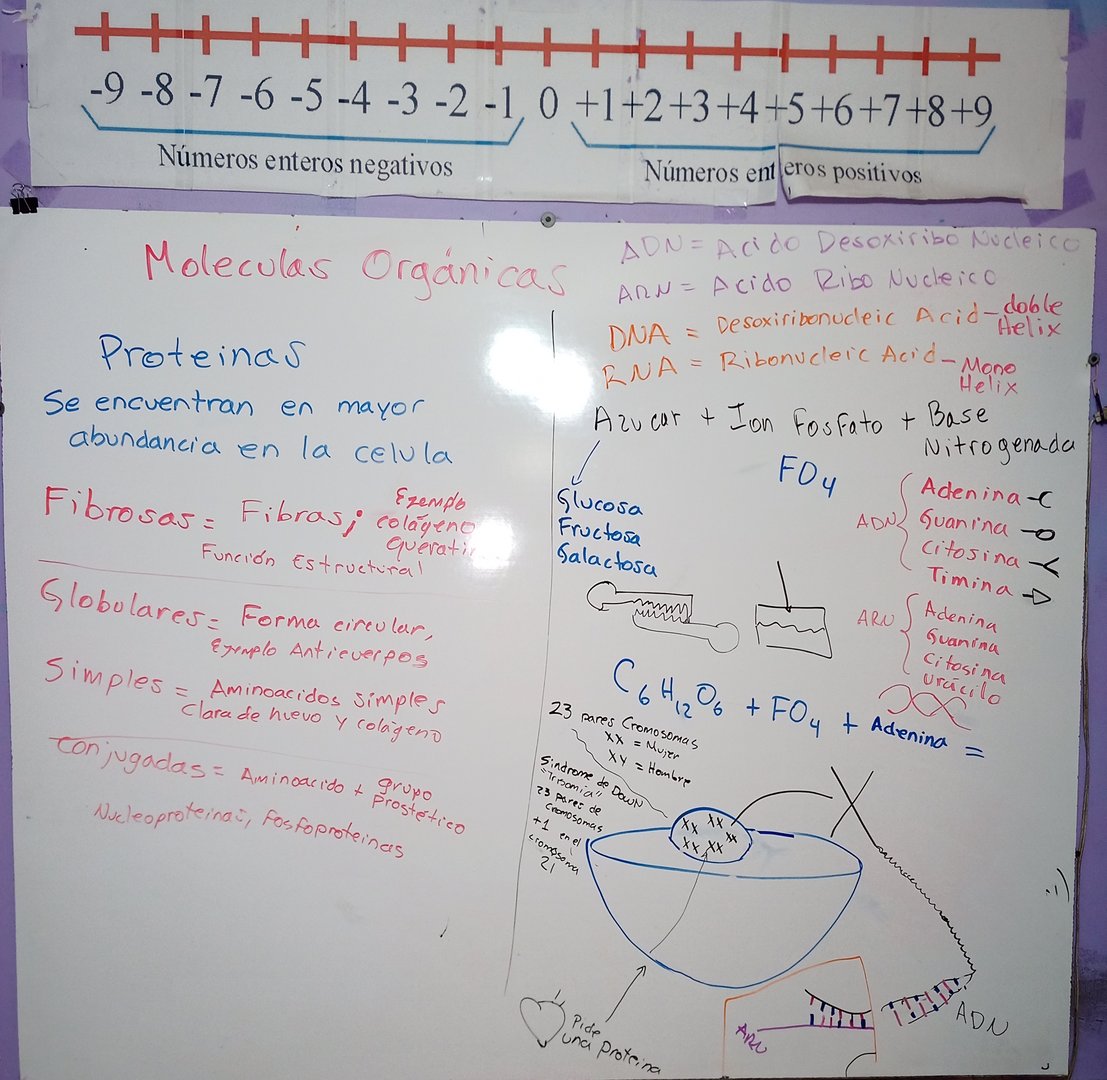 Whiteboard with notes on organic molecules, proteins, and nucleic acids, alongside number line for positive and negative integers.