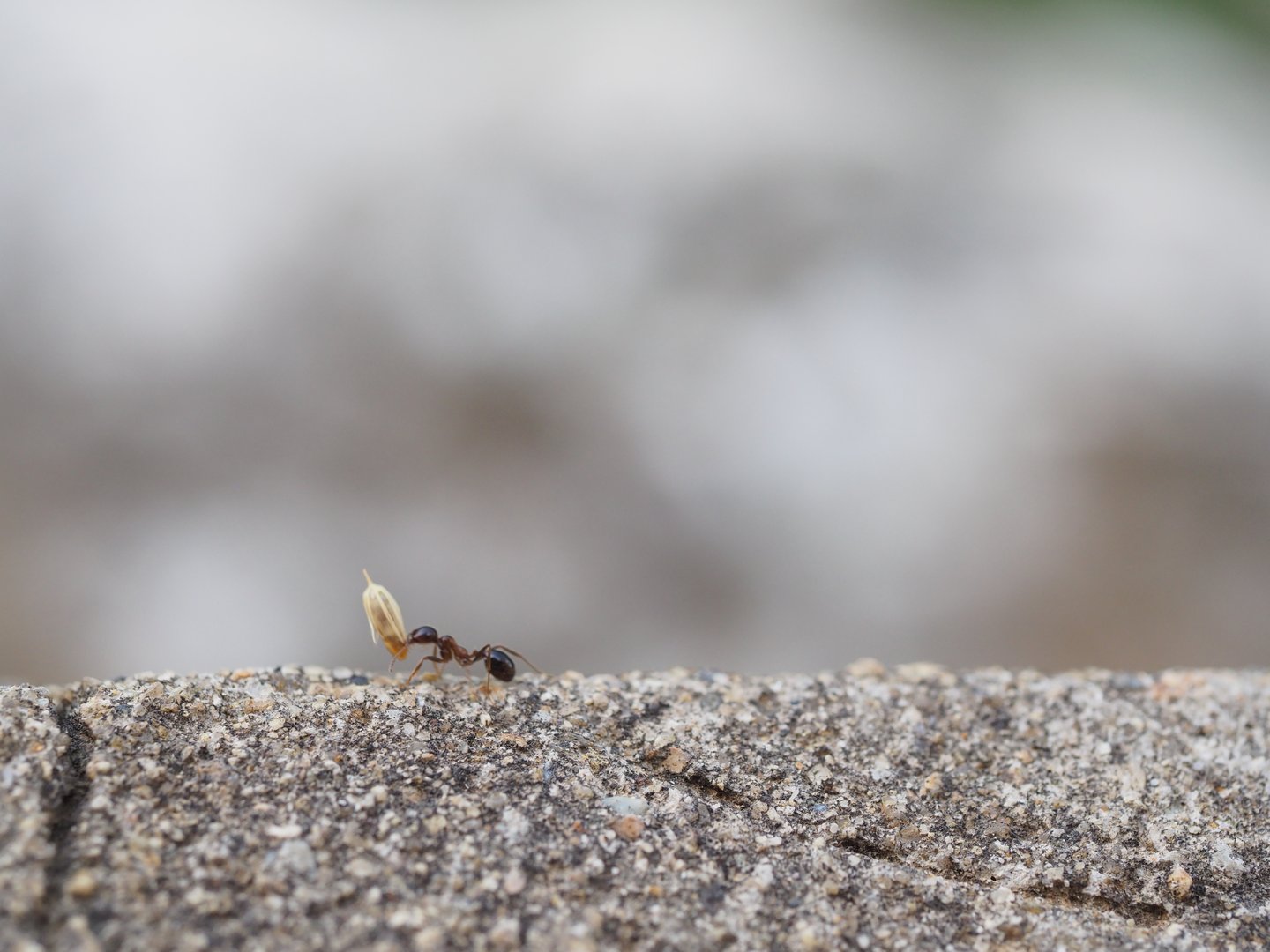 one day of an ant