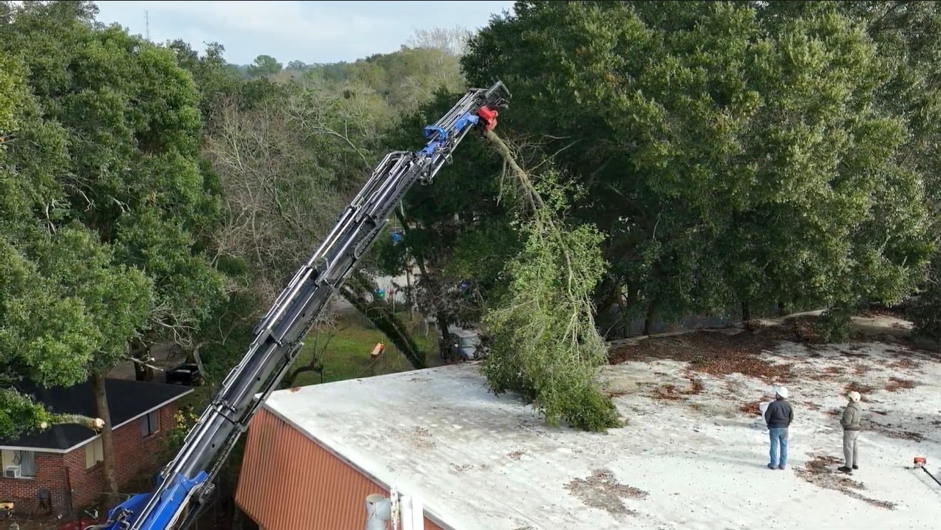 Tree removal