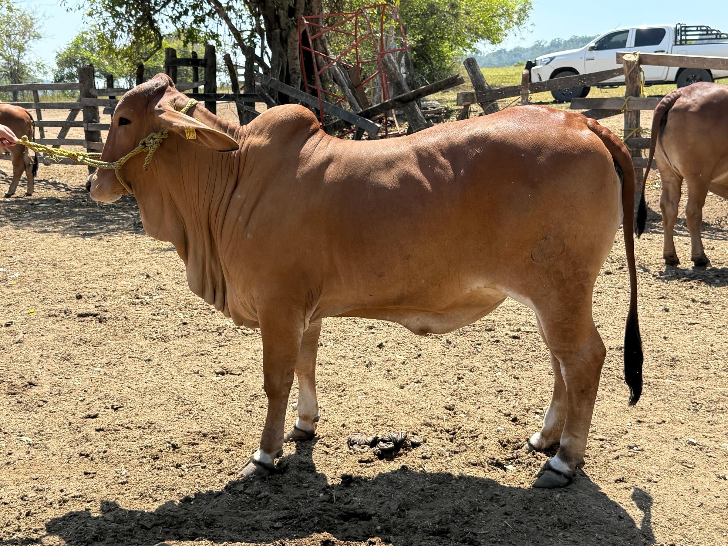 Brown cow standing outdoors in a farm setting, tied to a post, with other farm equipment in the background.