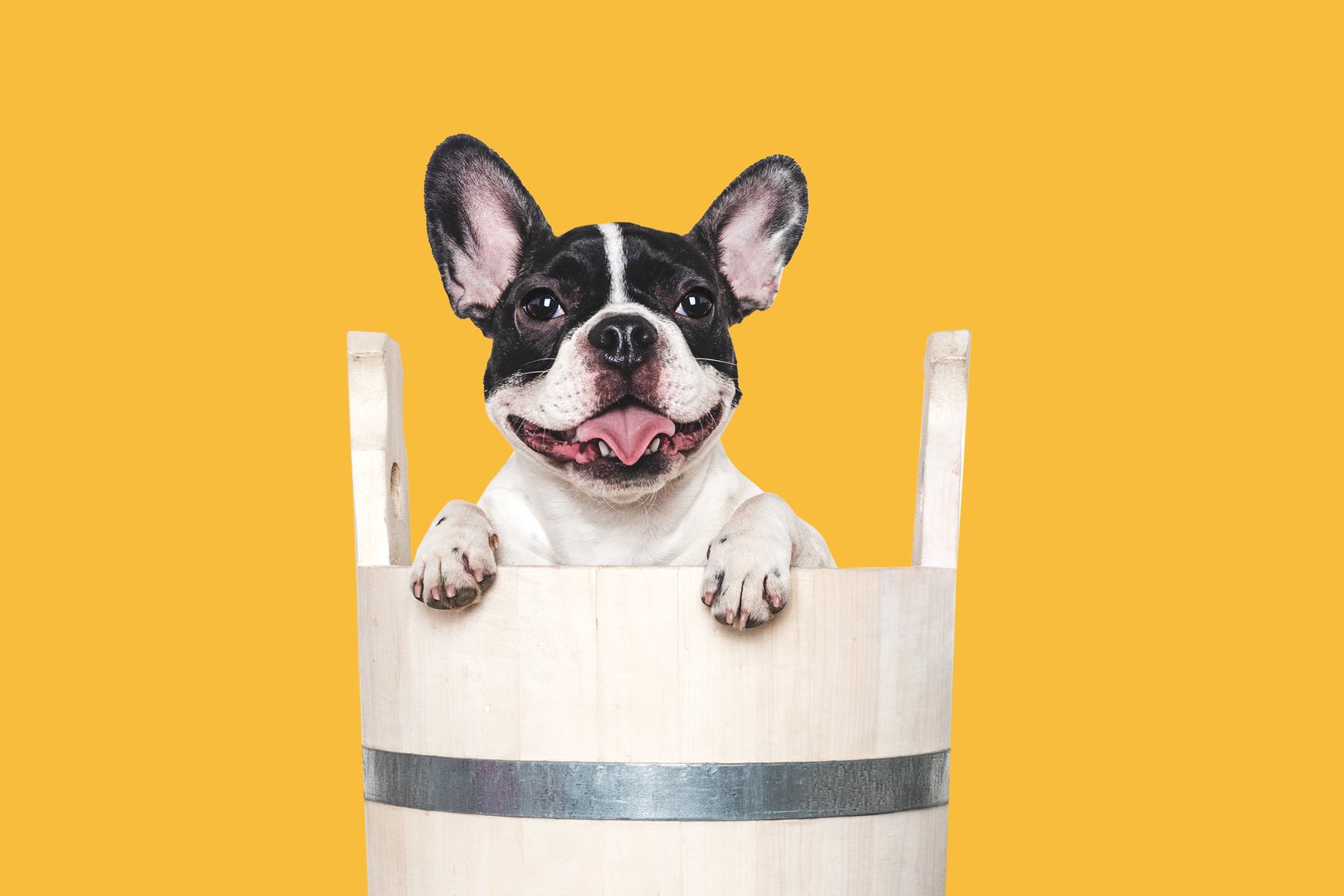 Cute puppy sitting in a big wooden barrel. Dog grooming. Close-up, indoors. Studio shot. Concept of care, education, obedience training and raising pets