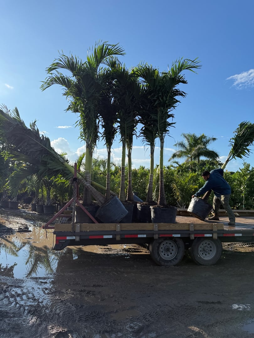 Team selecting premium palms at the farm