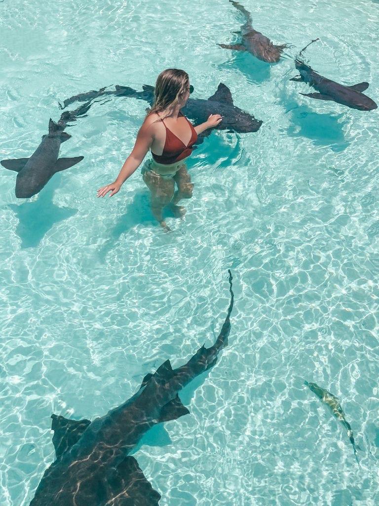 Woman in a red bikini wading in clear water among several sharks swimming nearby.