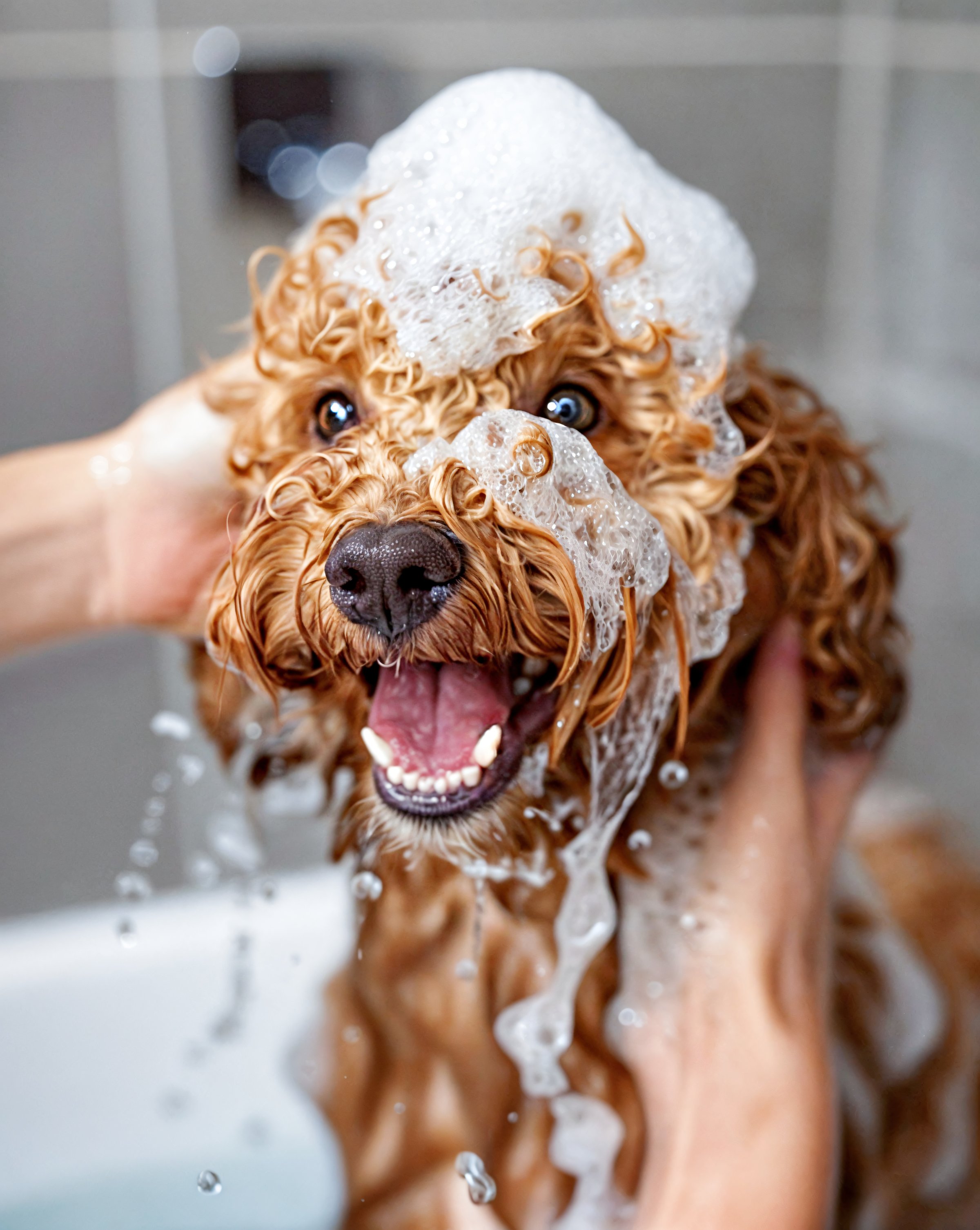Poodle in bath with bubbles