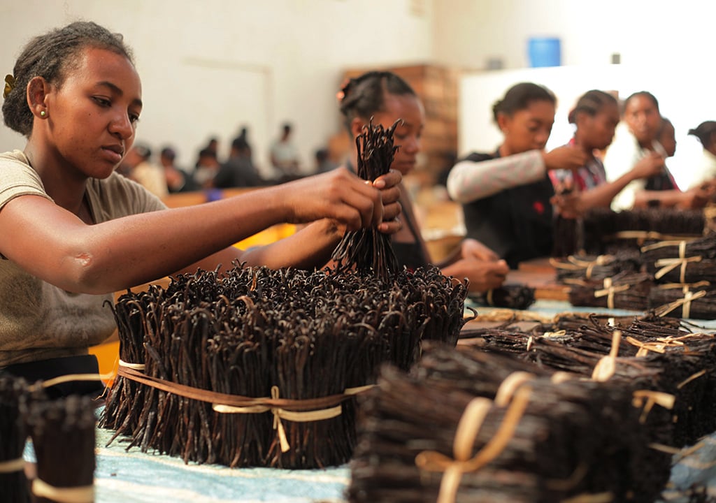 Vanilla beans processing