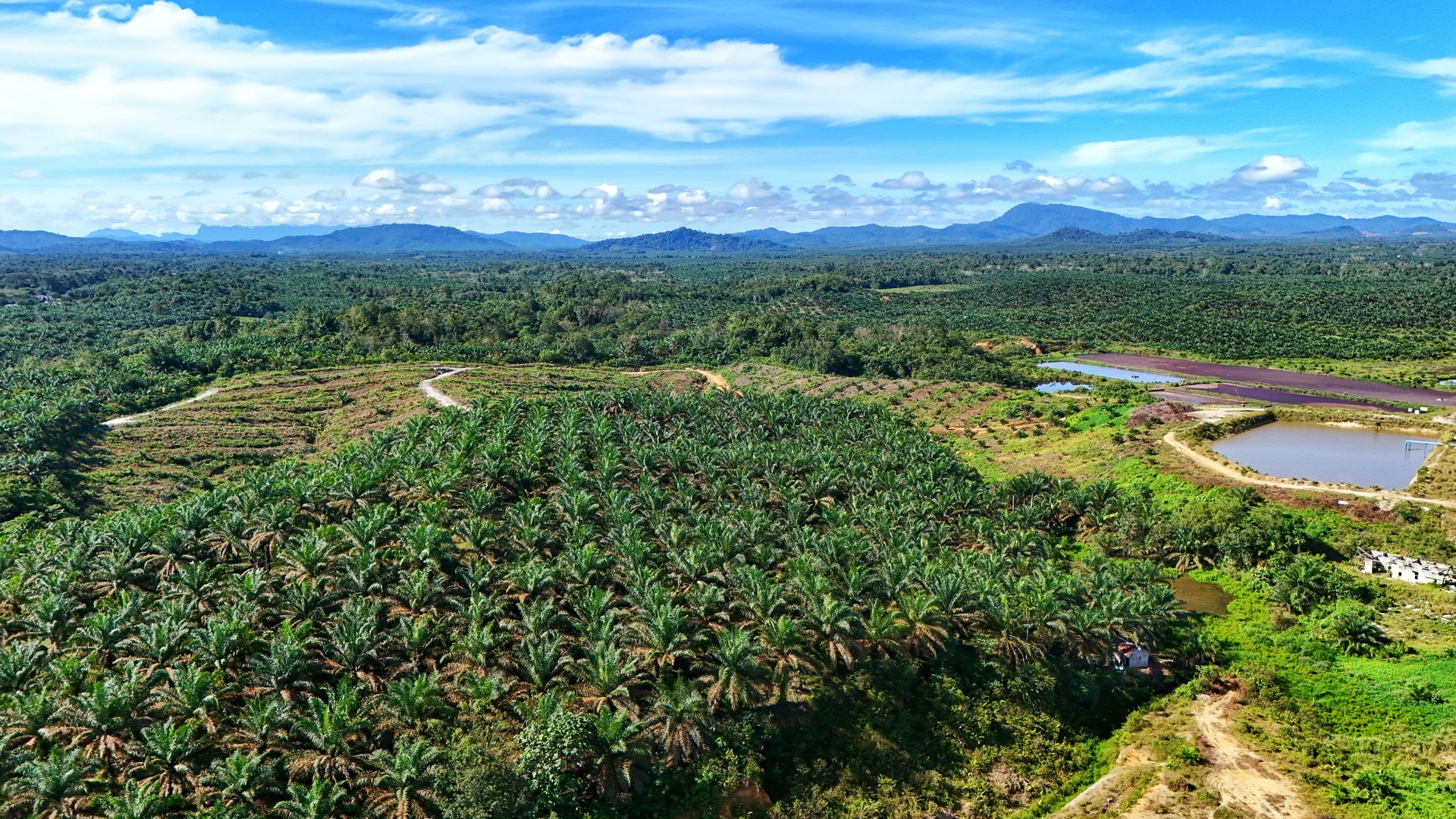 Aerial view of oil palm plantation