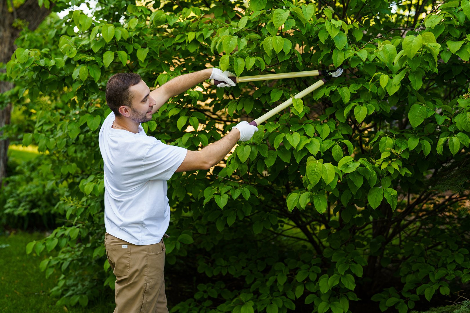 Garden worker trimming bushes with scissors in the yard