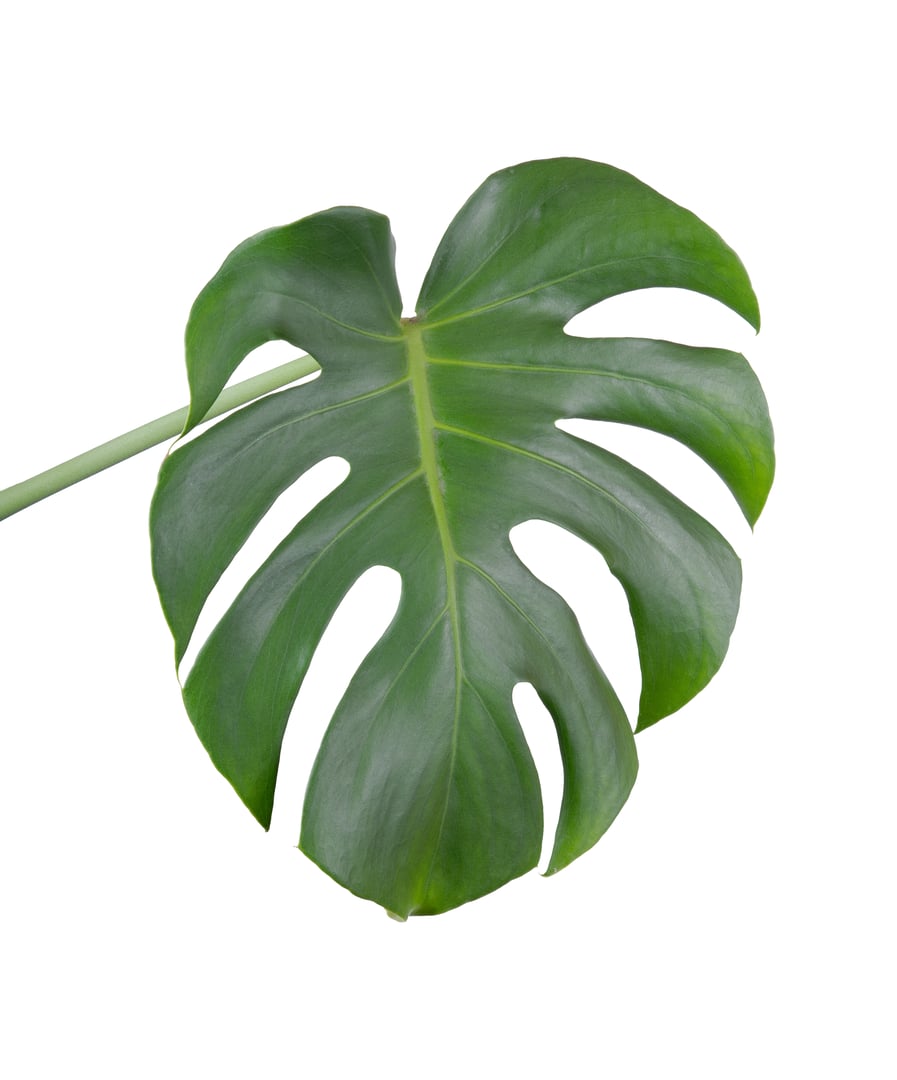 Monstera leaf