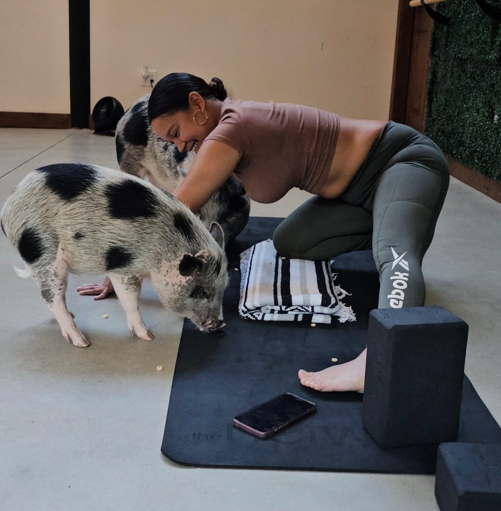 Pig Yoga wellness class