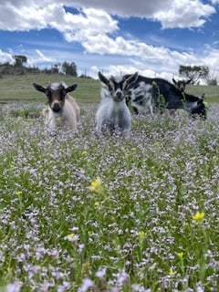 Mesa View Realty team and office