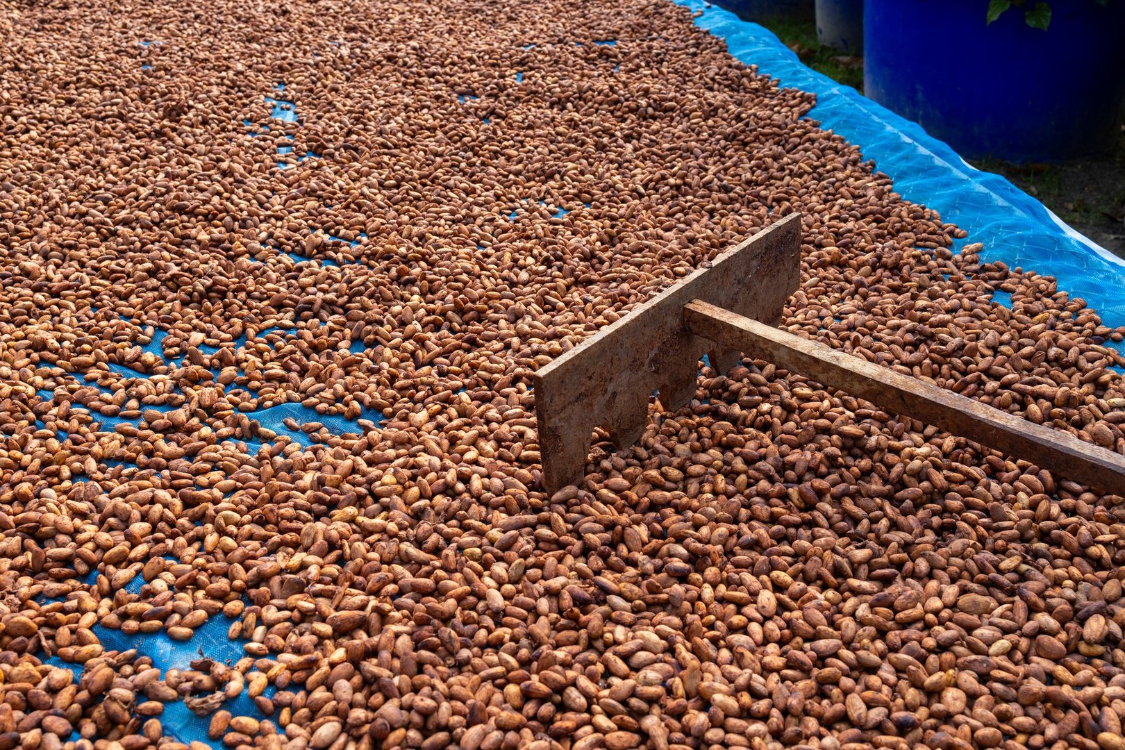 Cocoa beans and cocoa pod on a wooden surface.