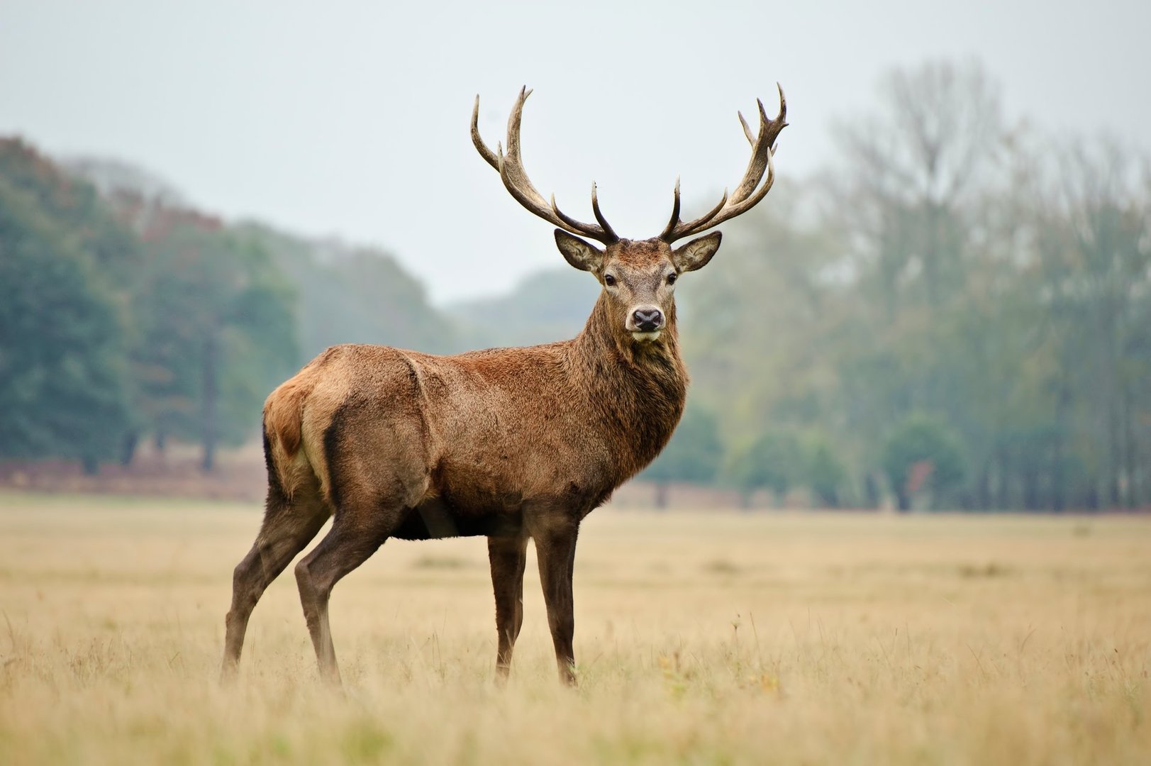 Portrait of majestic powerful adult red deer stag in Autumn Fall forest