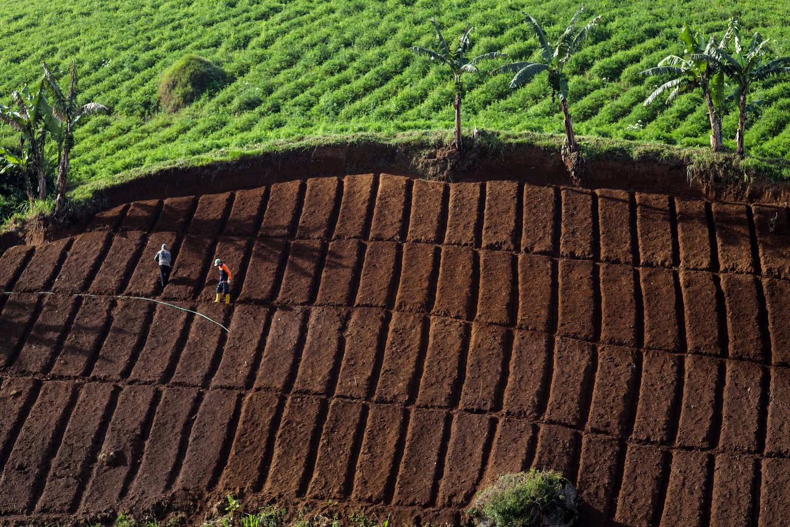 Above View of Farmers Work on a Freshly Tilled Terraced Hillside Preparing The Soil for Planting