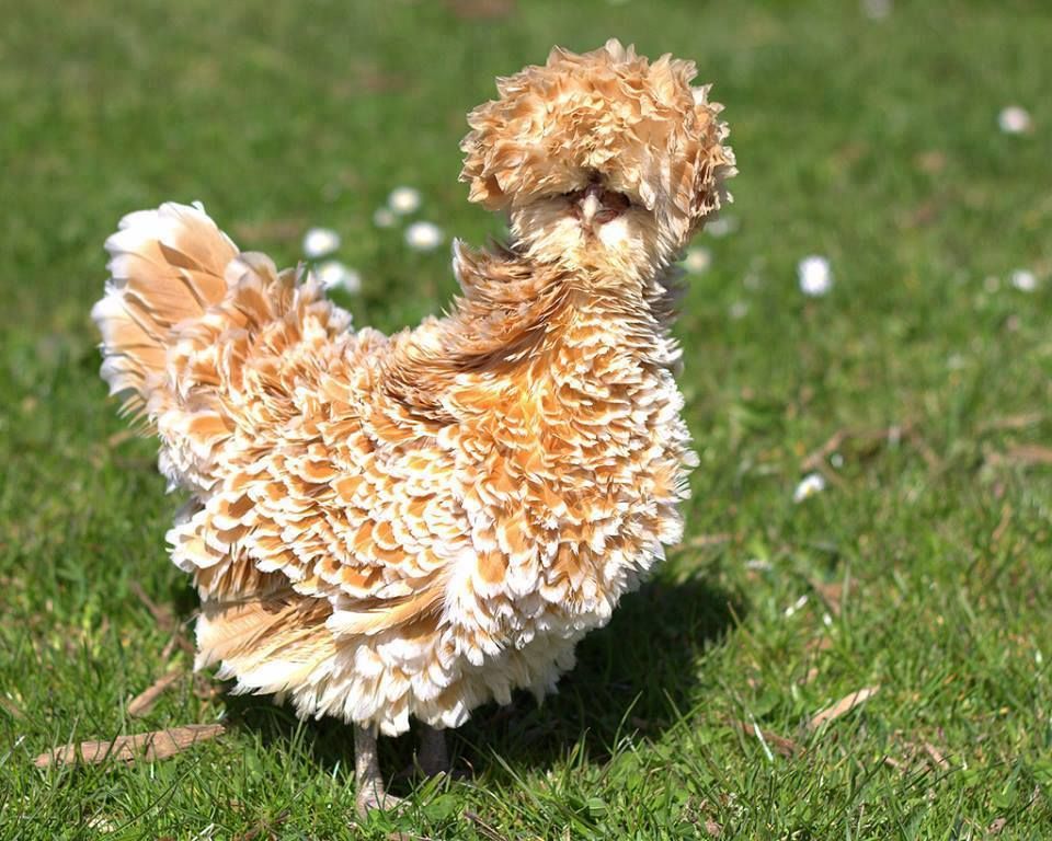 Frizzle chicken