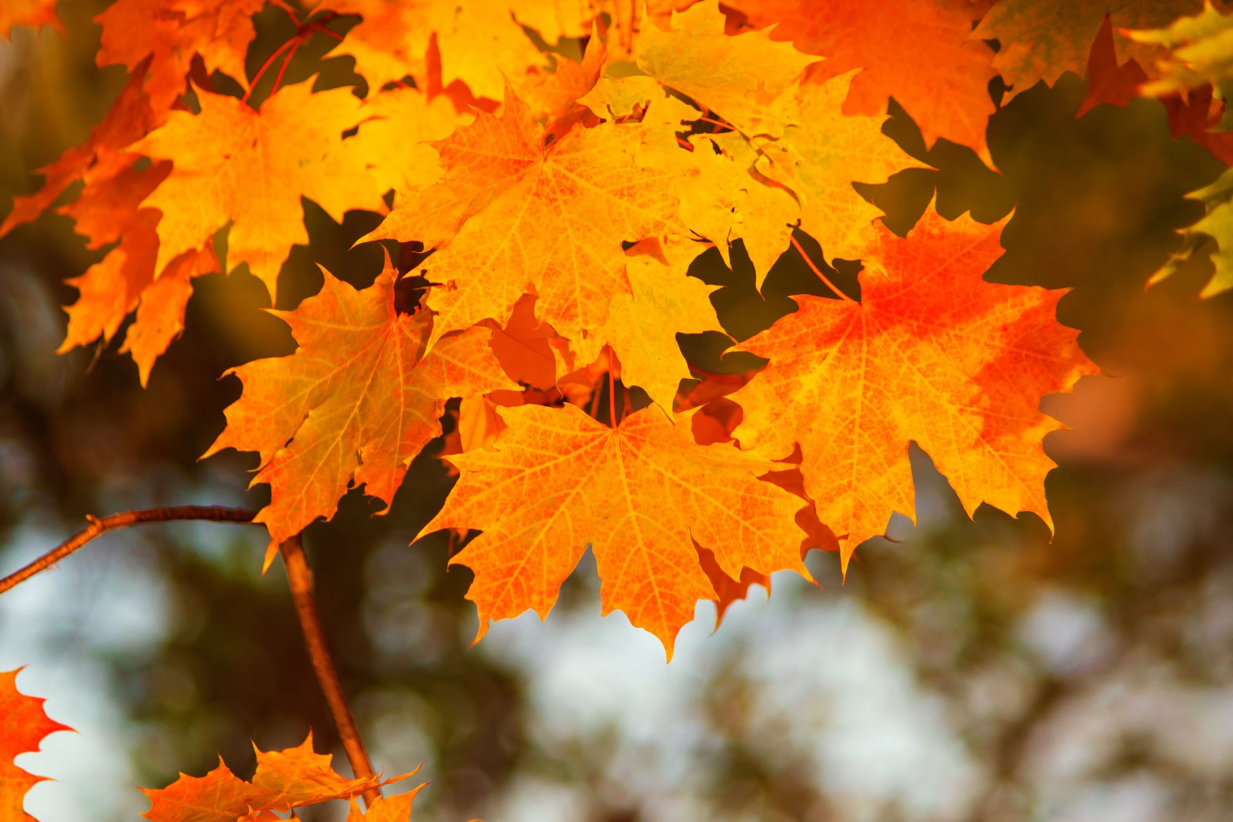 Autumn bright maple leaves. Golden autumn in September. Season.