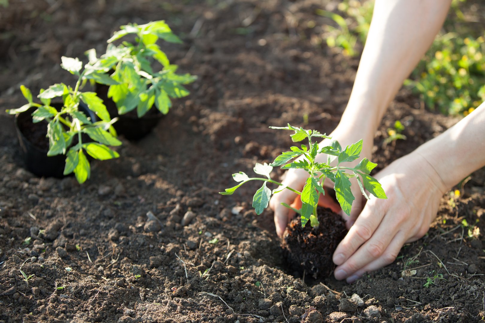 Hands planting tomato seedling in soil