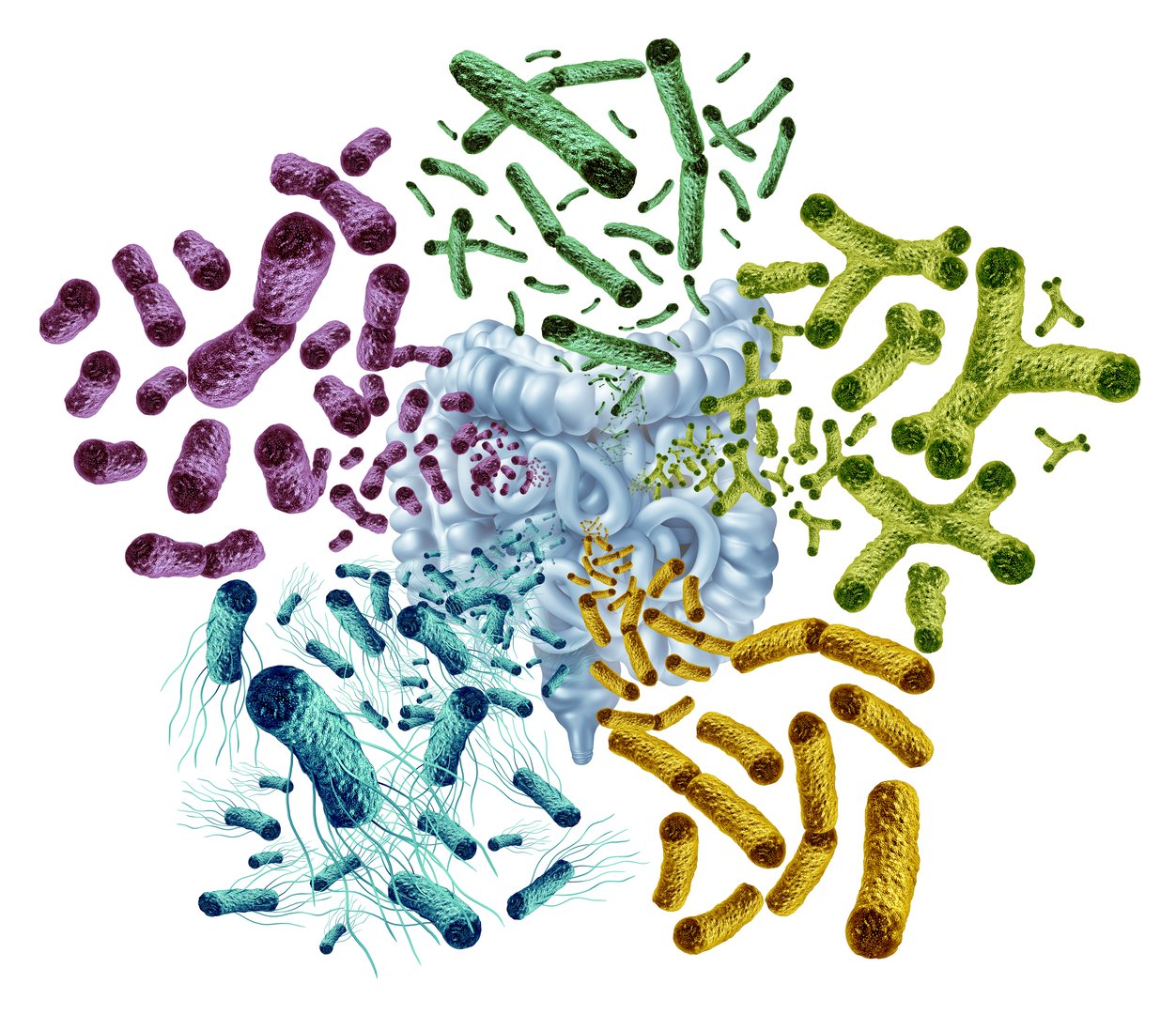 Gut Microbiota good Bacteria in the intestine as probiotic bacterium inside the body as digestive microflora in the colon or bowel as microbiome as escherichia coli bacteroides bifidobacterium lactobacillus.