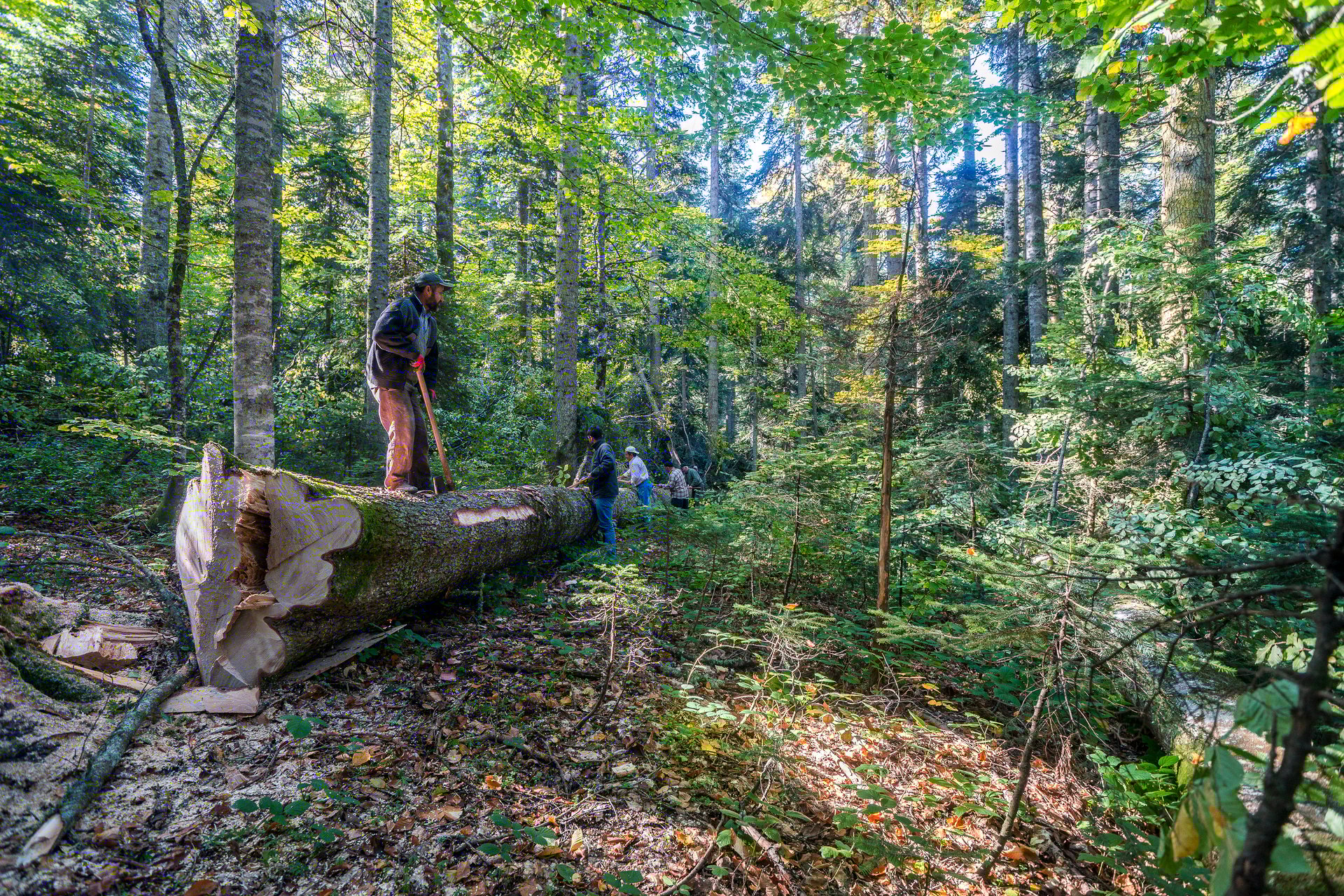 barti turkey 18 10 2015 vorkers cutting trees in the forest, transport engineering vehicle, truck