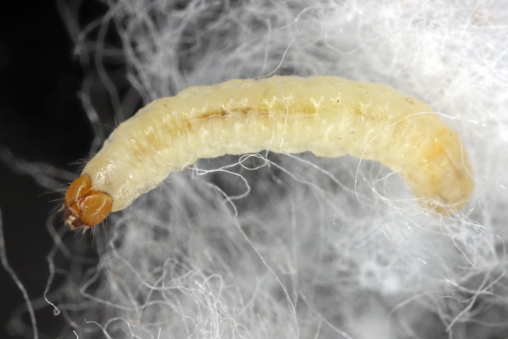 Close-up of rug moth larvae near natural rug fibers
