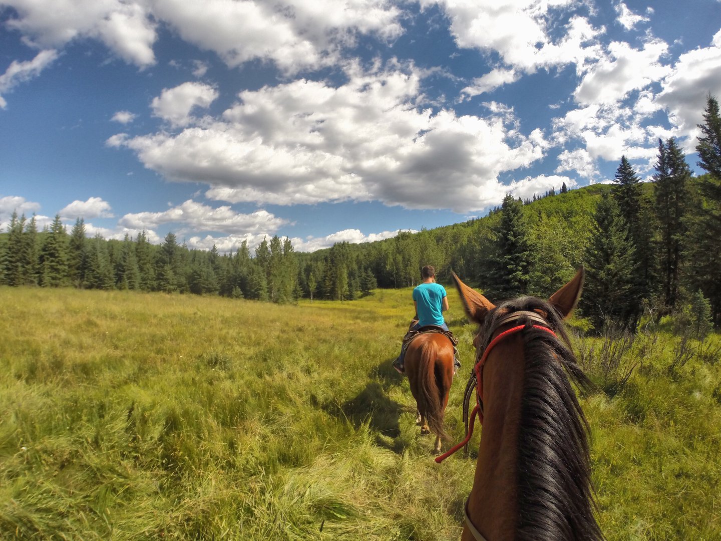 Rear View Of Man Riding Horse On Grassy Field