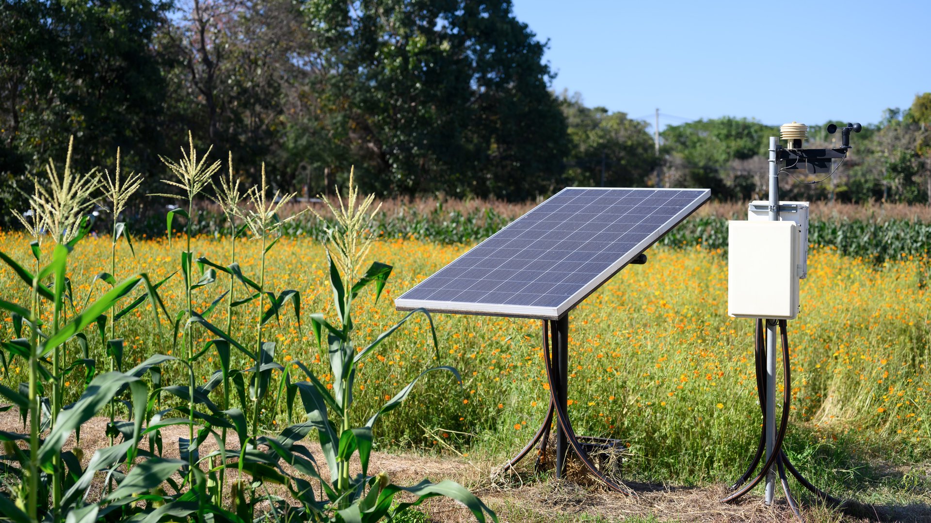 Small solar panels corn field with. Renewable energy and agriculture concept