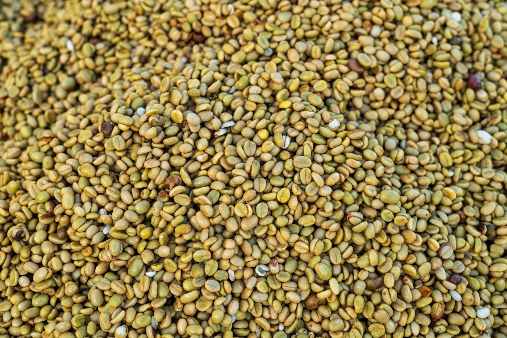 Closeup coffee beans drying in the sun.