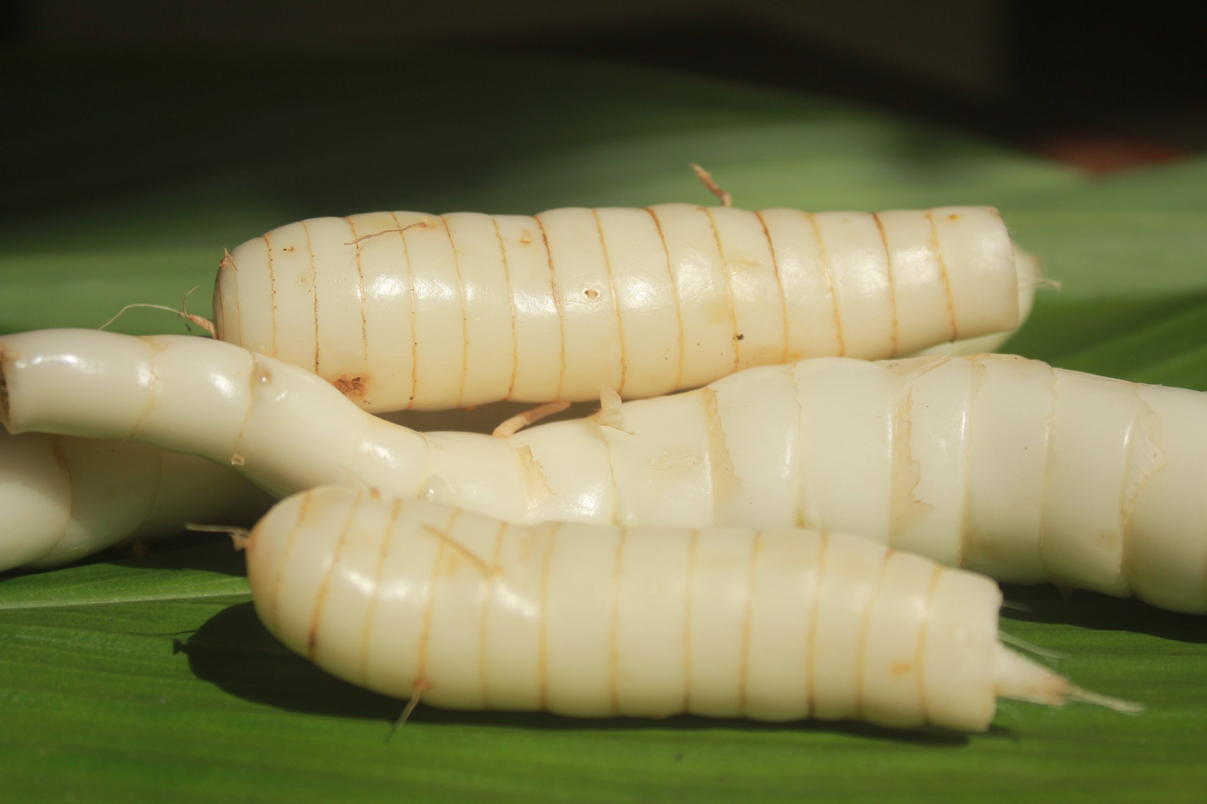 Close-up of white root vegetables with ridges, placed on green leaves, in bright sunlight.