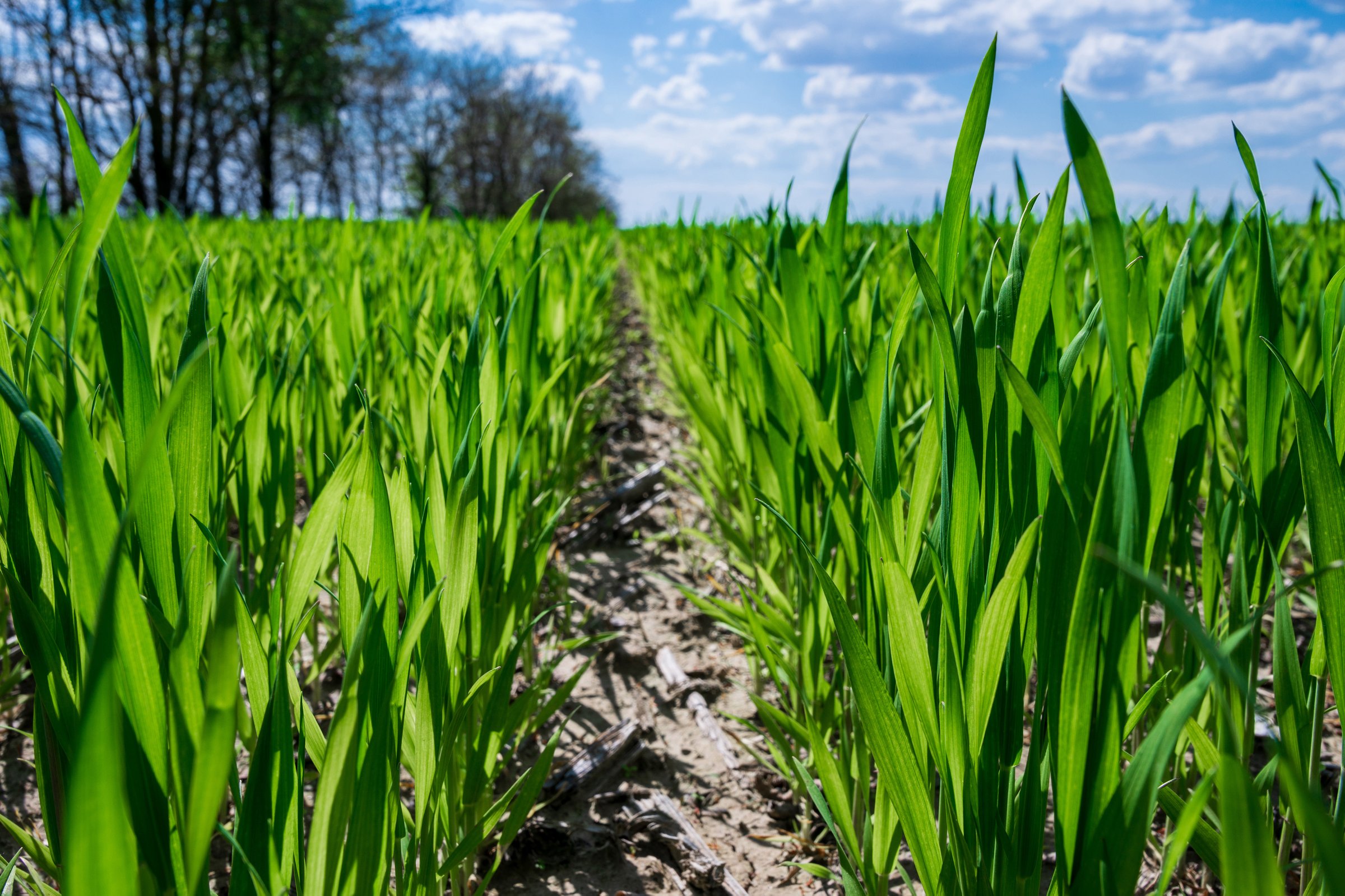 Green rows of young wheat on the field under blue sky in Ukraine