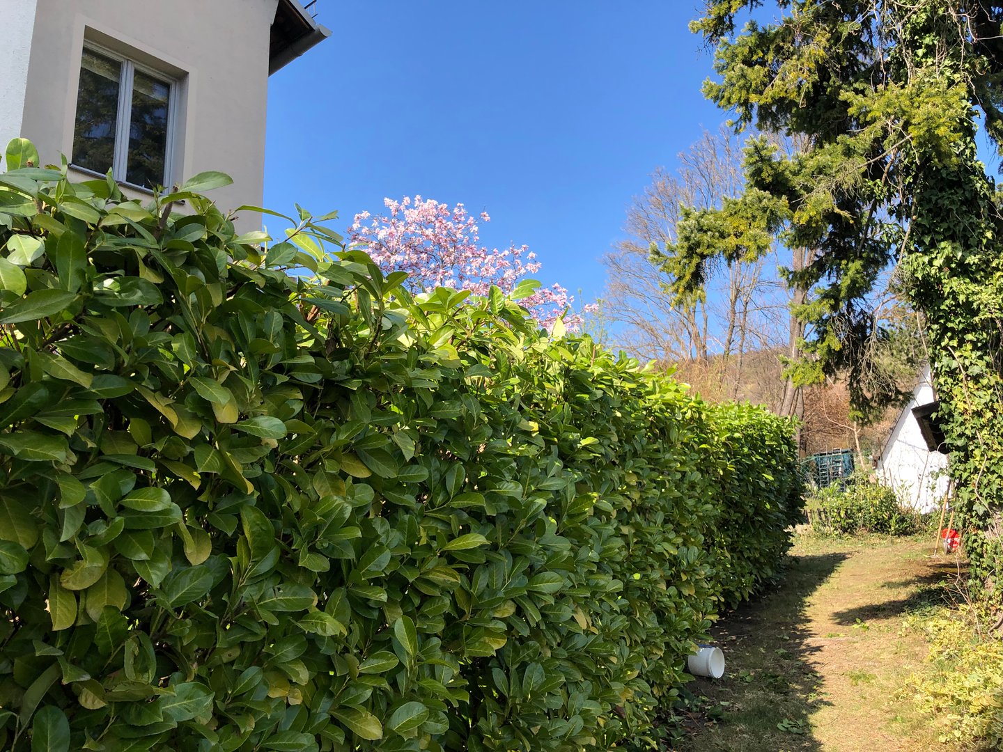 General Gardening Work Detail 5