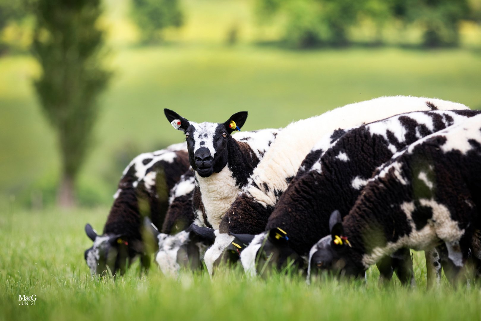 Pedigree flock at Park Hills Farm