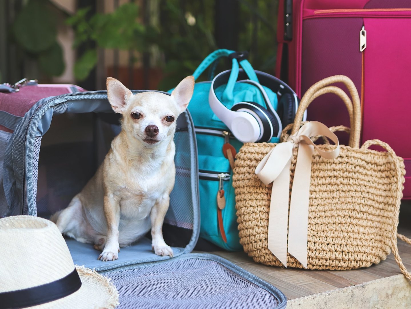 Pet Travel Gear