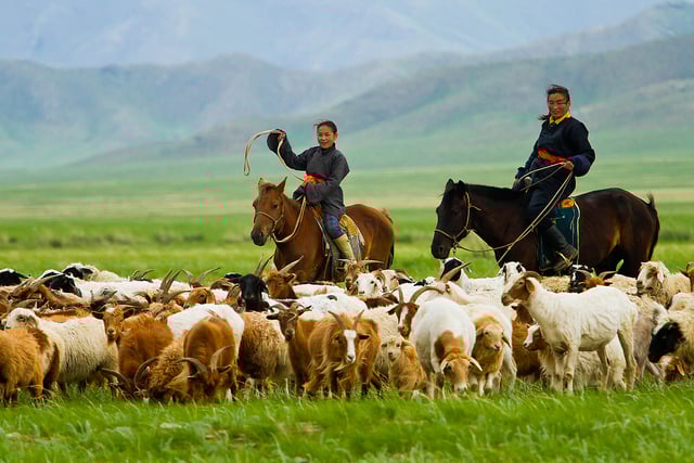 Traditional Mongolian nomadic farming and livestock herding