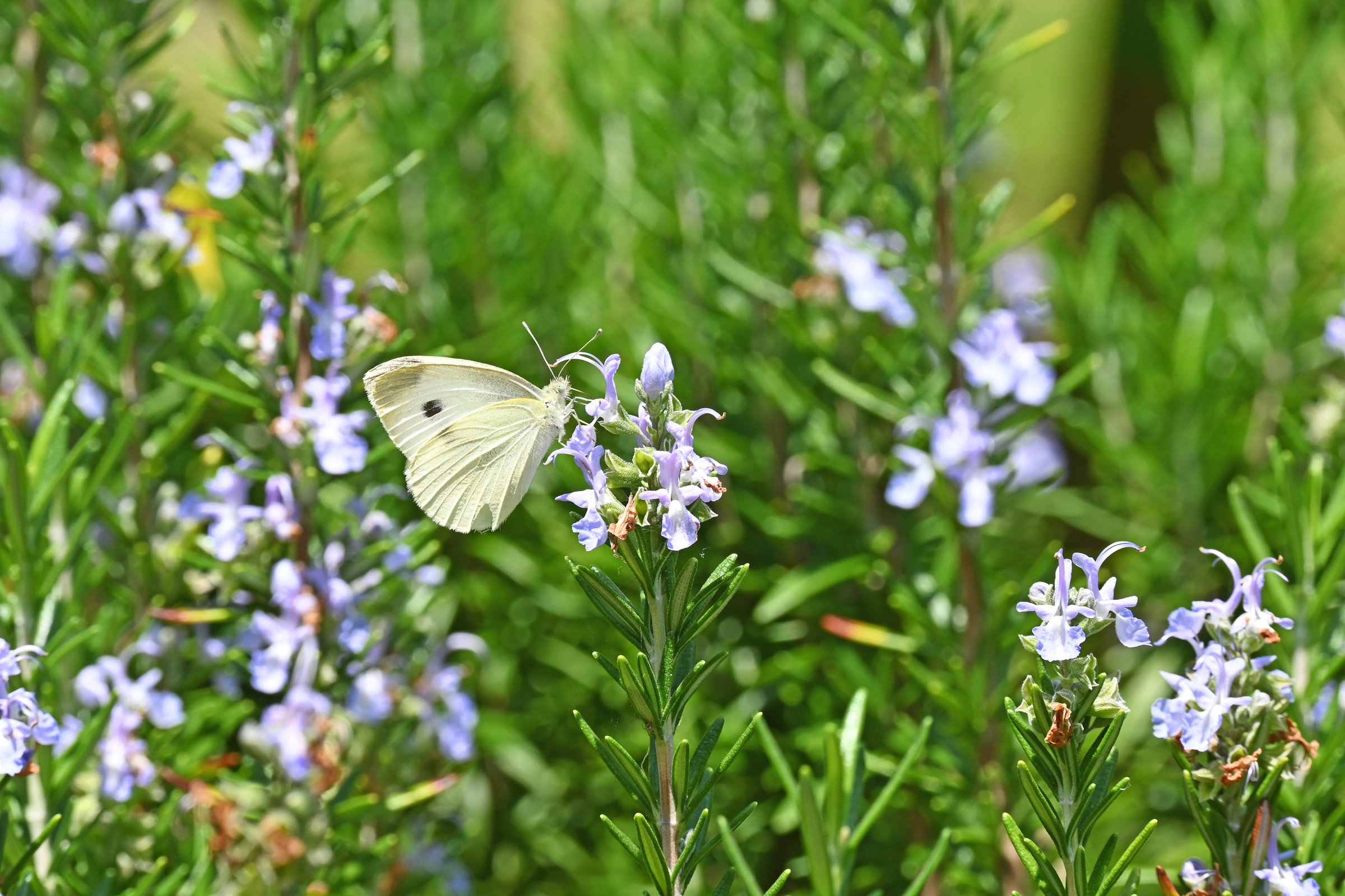 White moth on a rosemary bush