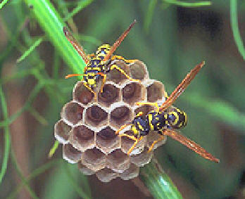 Wasps identification guide