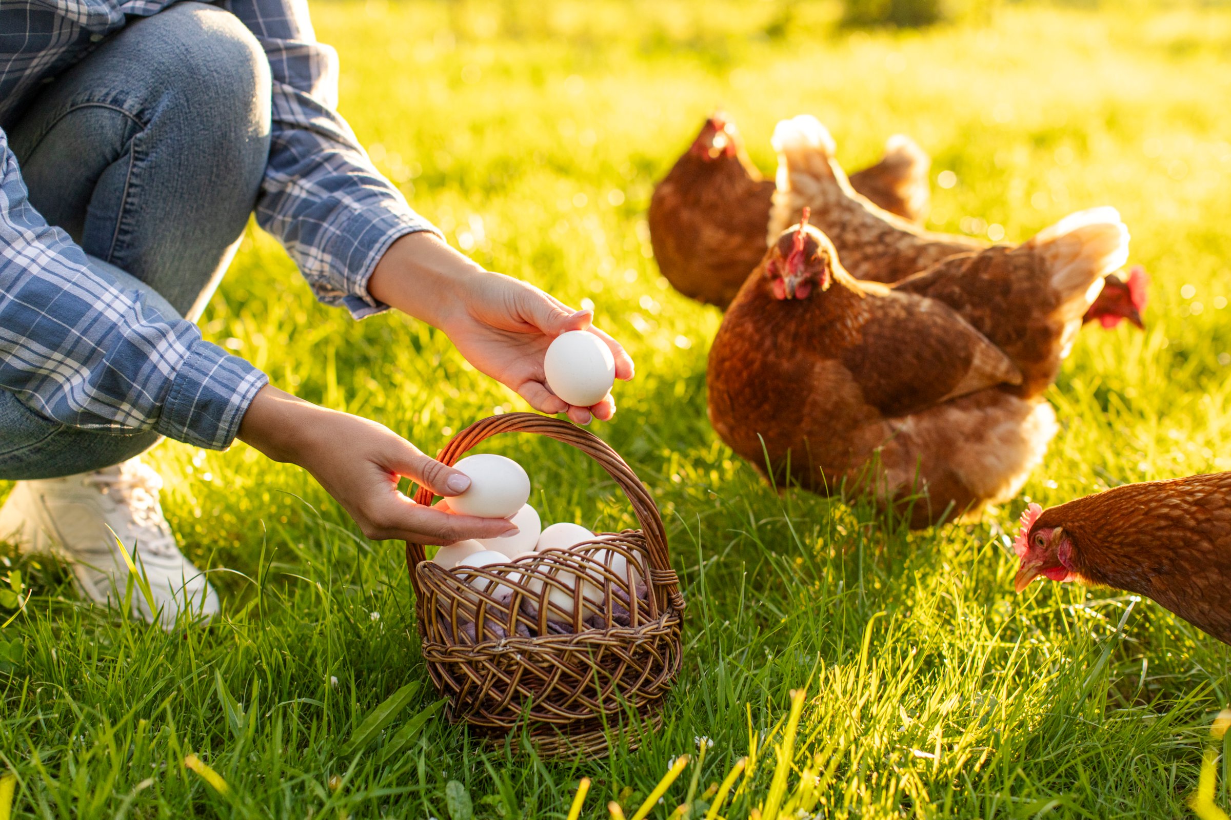 Woman gathering fresh eggs into basket, sitting near flock of chickens walking on grassy countryside farm backyard in the morning