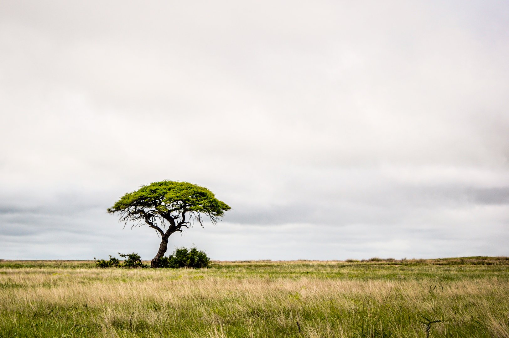 A lone Camelthorn tree in Etosha National Park, Namibia