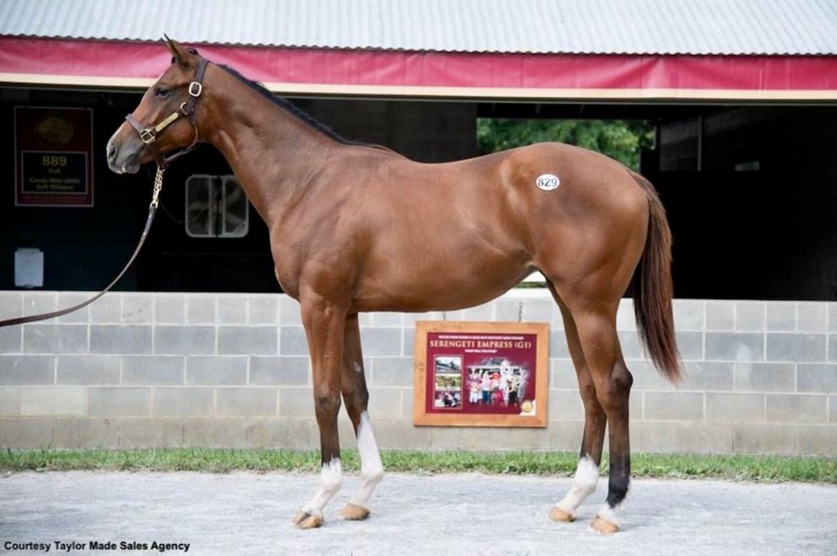 Velvet Thunder - 2024 Yearling