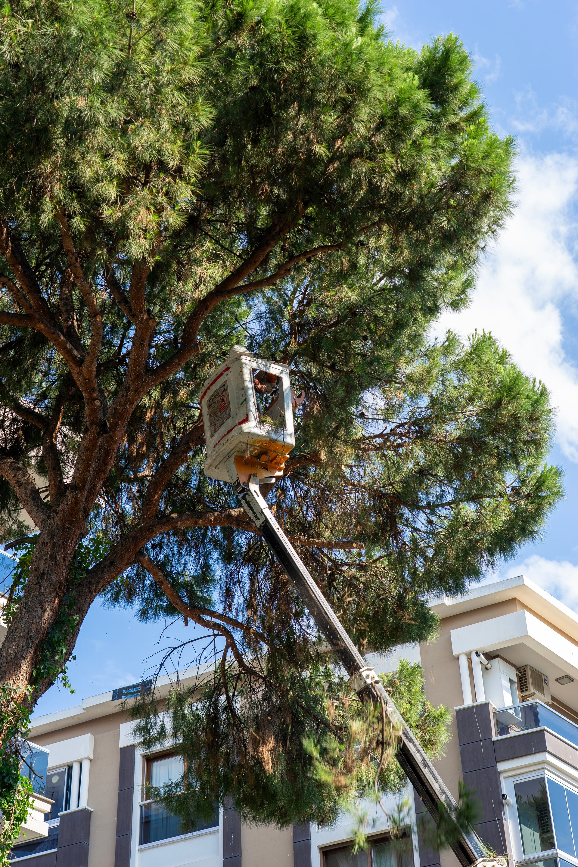 Izmir, Turkey - May 30 2025: Gardener using an aerial work platform to prune pine tree branches, ensuring tree health and safety