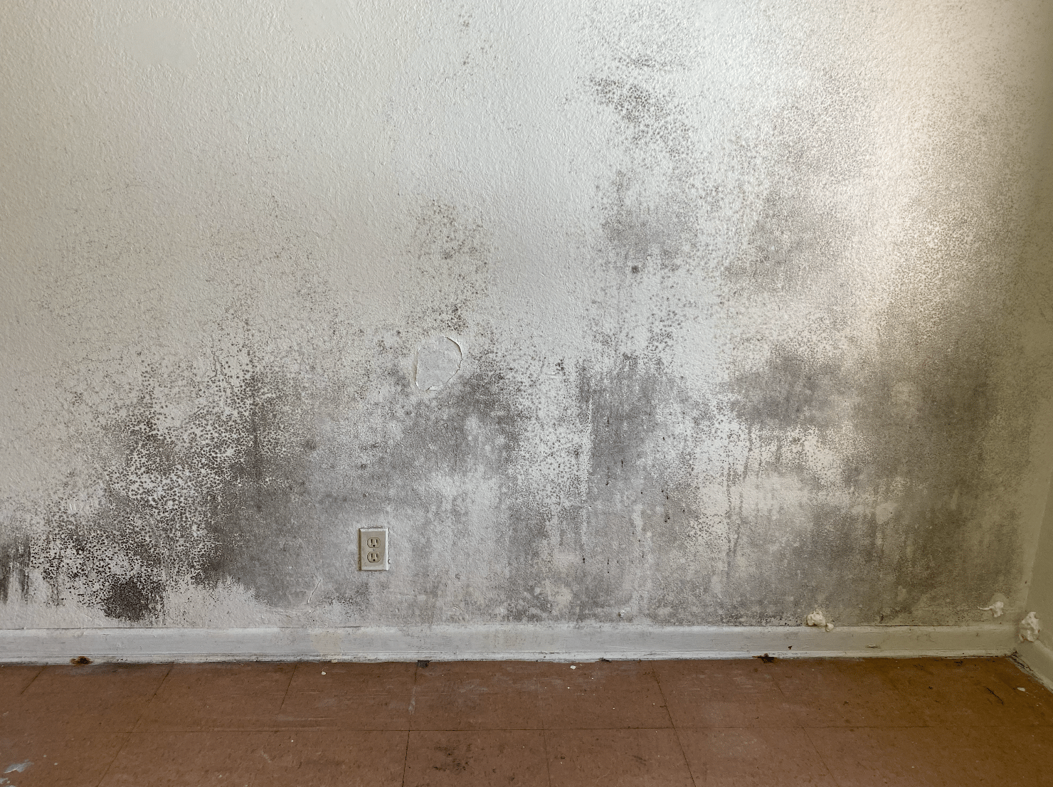 Mold remediation job site - real mold growth found in South Florida home