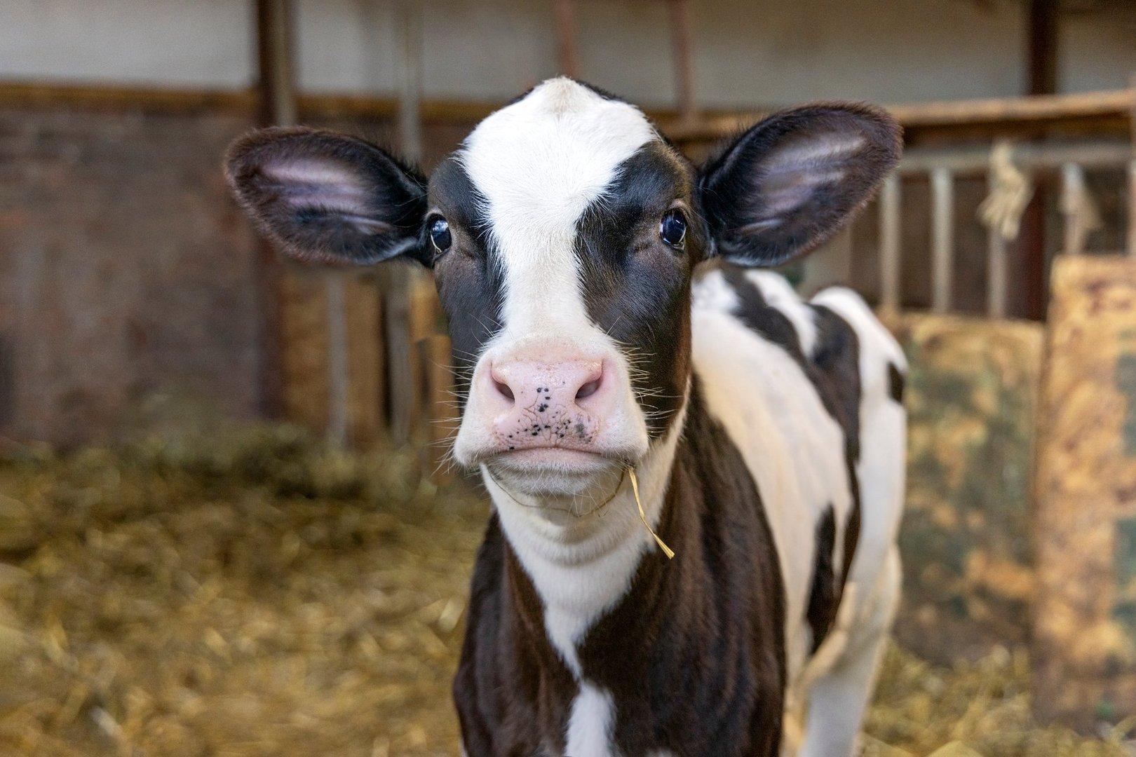 Young cow black and white, pink nose, head up looking for eye contact, inside the stable